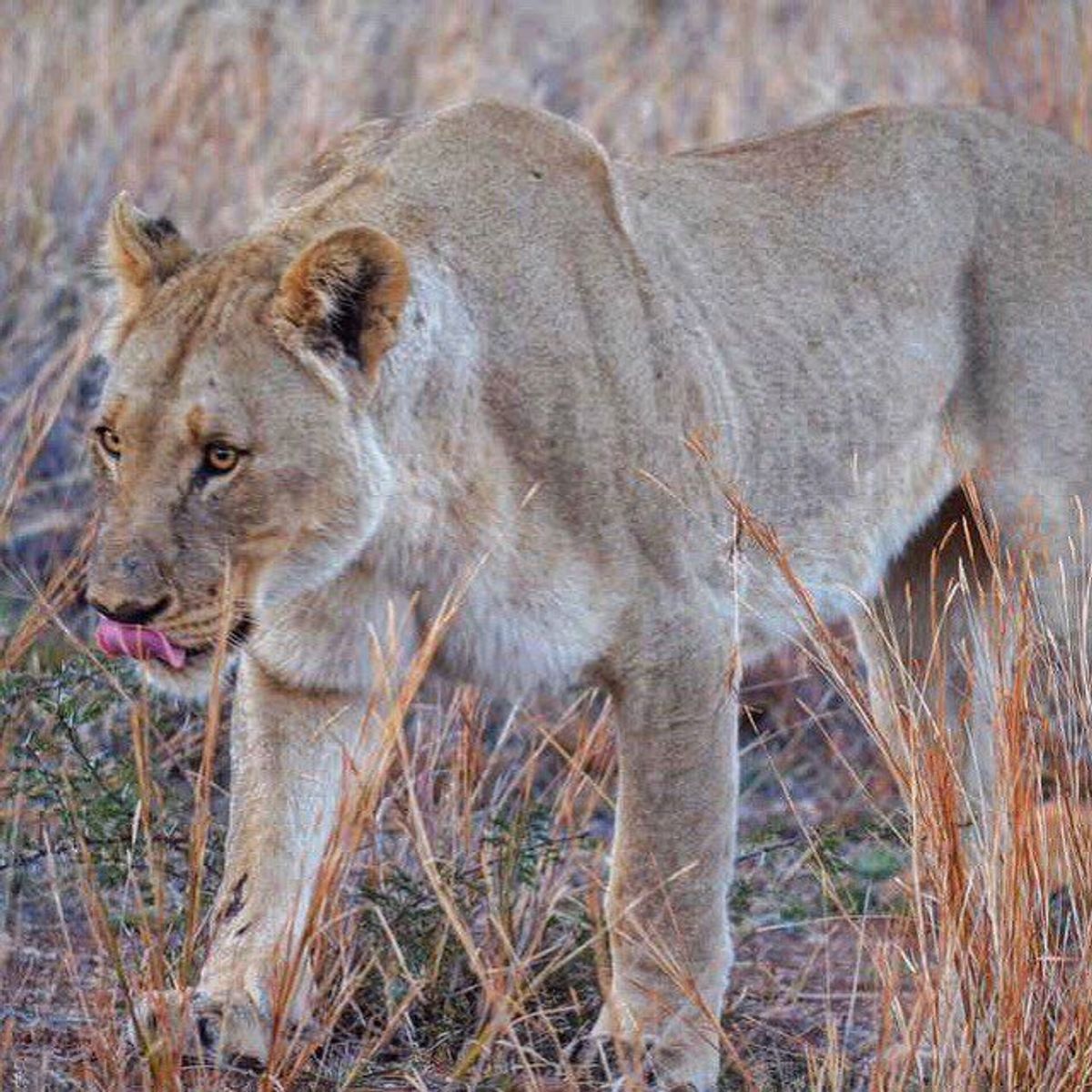 Video: Surrounded By The Pride – South African Safari Adventure