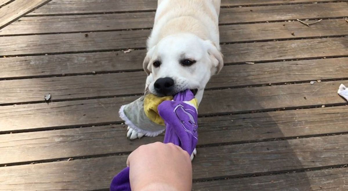 Watch: Slow Motion Puppy With His Favorite Toy