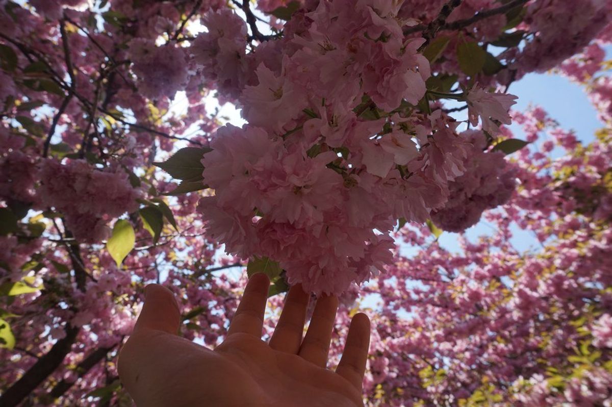 Watch: Spring At Sakura Matsura Festival