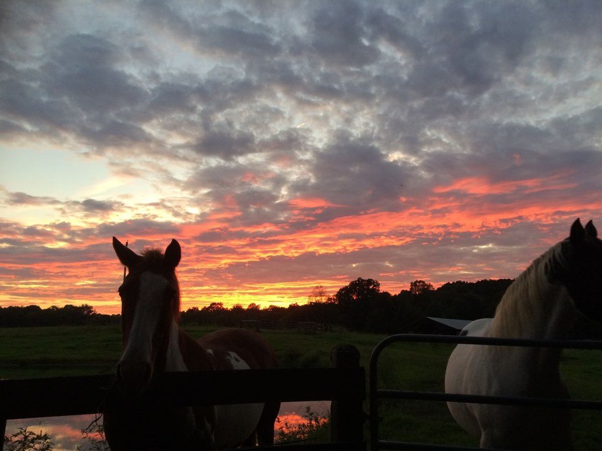 Spunky Horses