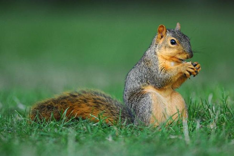 The MSU Squirrel Phenomenon