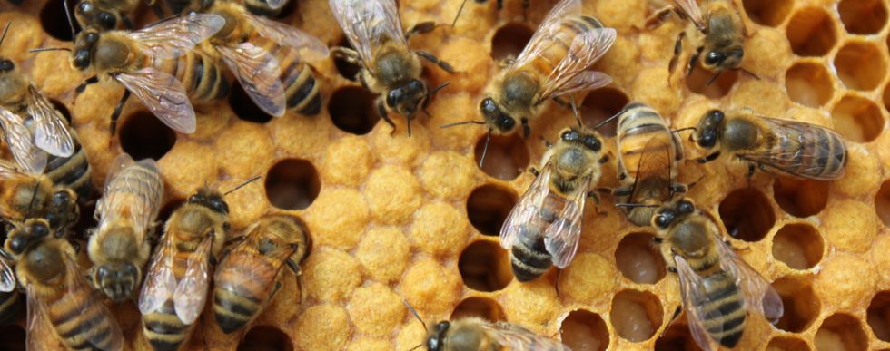 You've Gotta Bee Kidding: Honeybees Are A Dying Breed