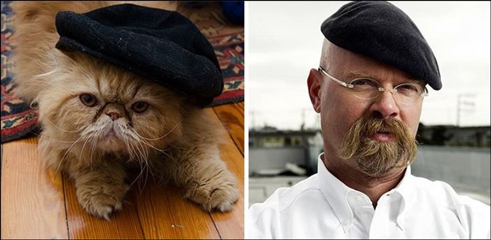 10 Celebrities As Cats