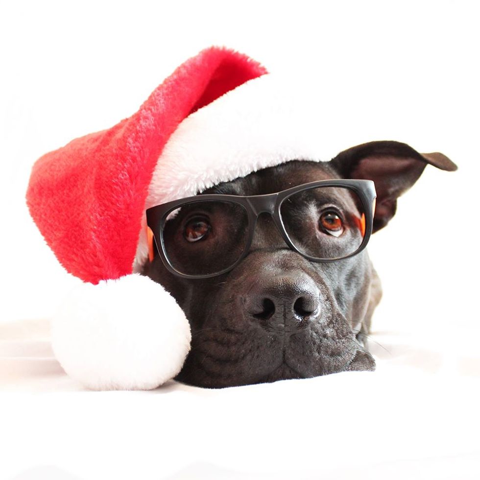 10 Animals Who Are Ready for Christmas