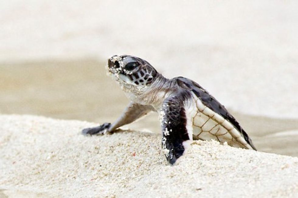 What Sea Turtles Taught Me About Jesus