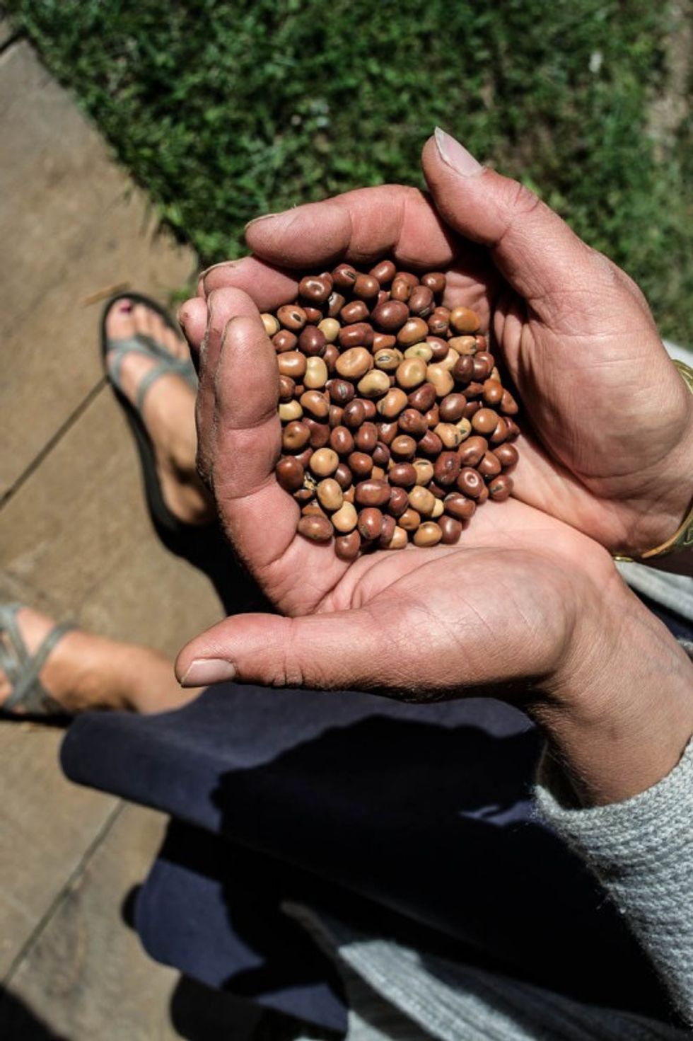 The Importance Of Community Involvement: Stonehill College Farm