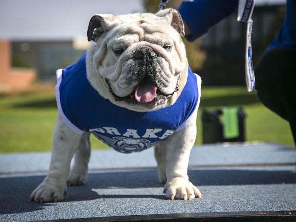 6 Reasons A Live Mascot Is The Best