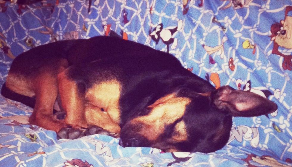 12 Signs you miss your dog in college