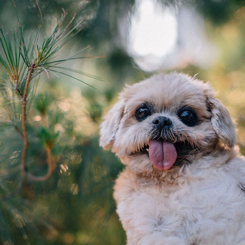 What It's Like To Be In College As Told By Marnie The Dog