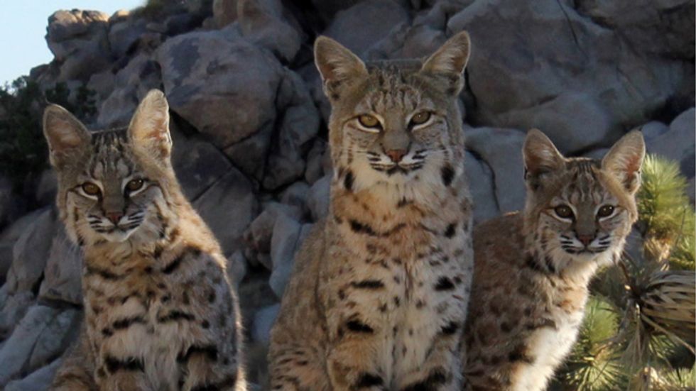 8 Facts About Bobcats