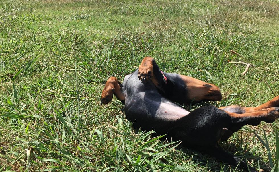 21 Reasons You Should Own A Dachshund