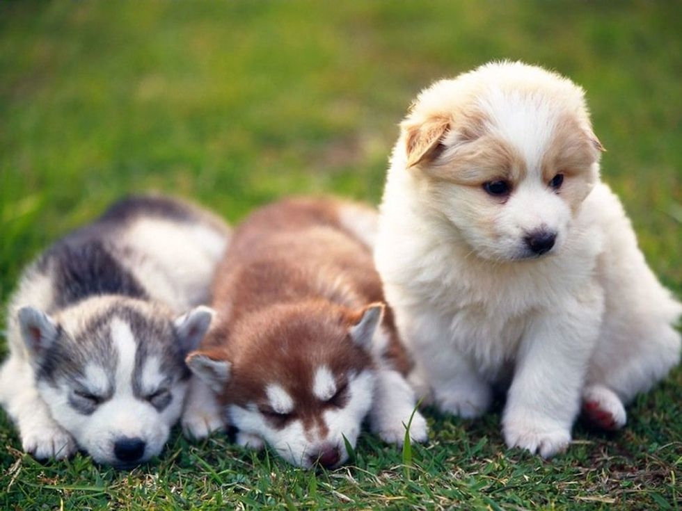 10 Crossbred Puppies That Are Too Cute For Life