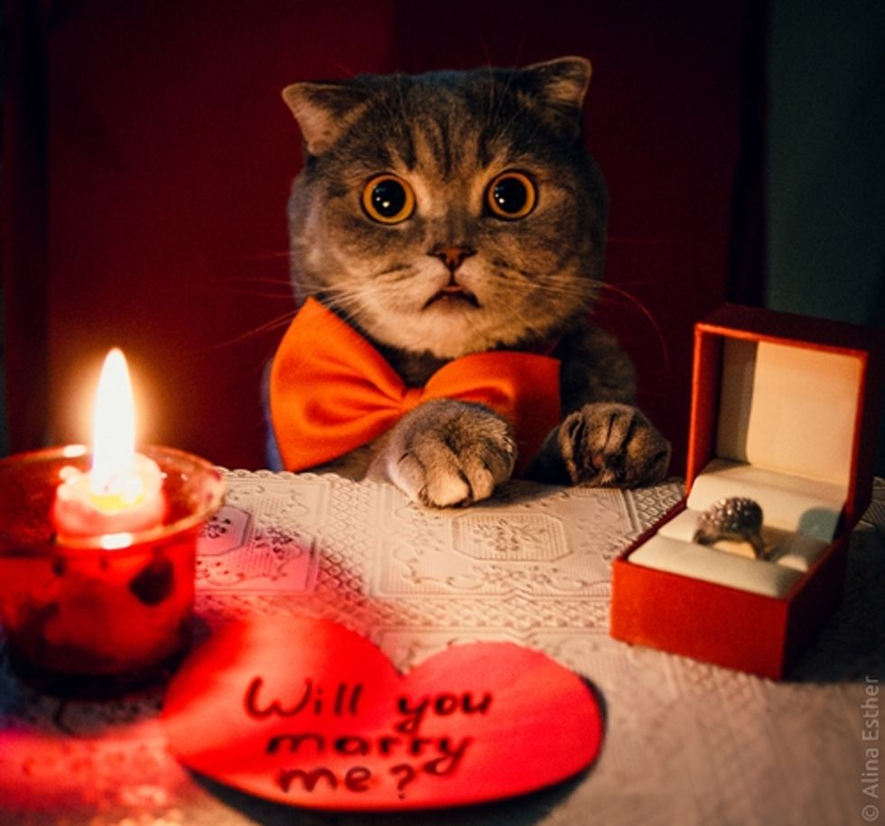 6 Reasons Why Your Cat Is Your Soulmate