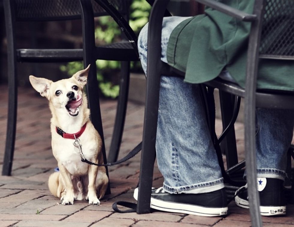 The Top Dog-Friendly Restaurants In Charleston