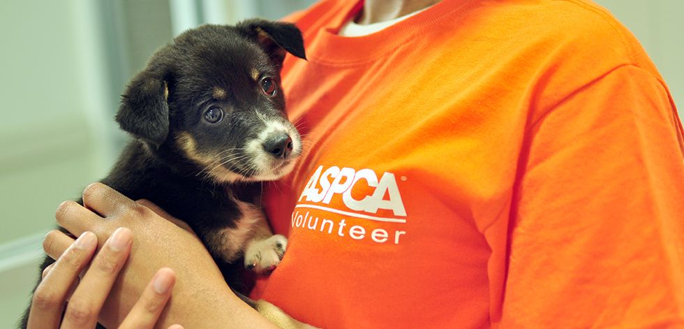 Why You Should Support Animal Cruelty Prevention Month