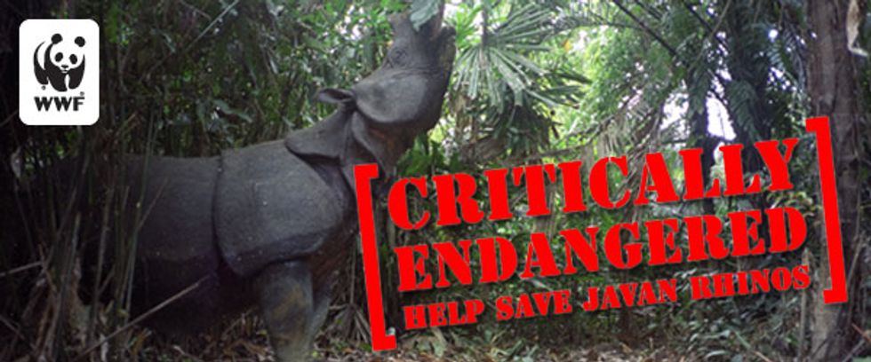 Endangered Species Spotlight - The Javan Rhino