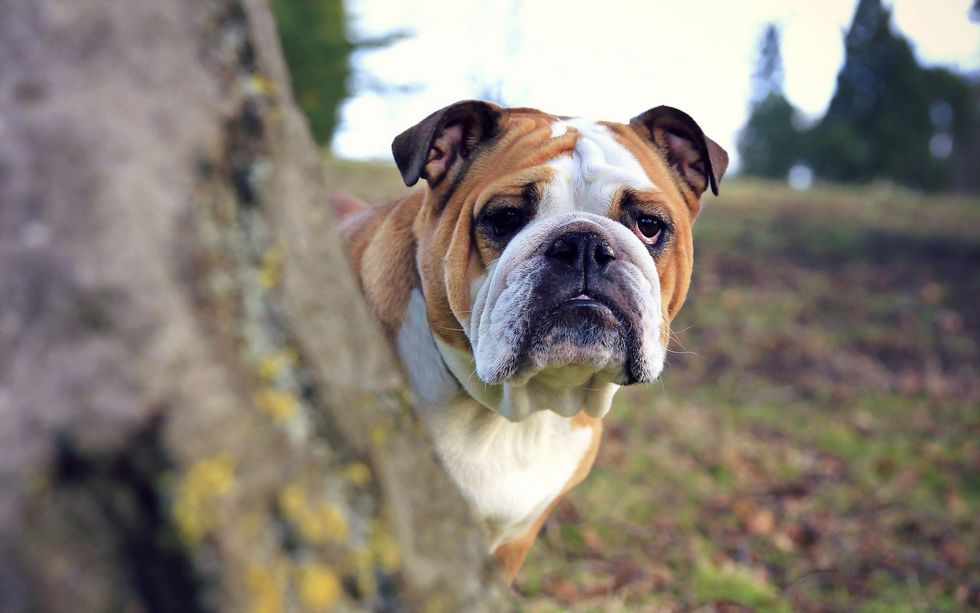 8 Reasons Why English Bulldogs Are The Best Breed