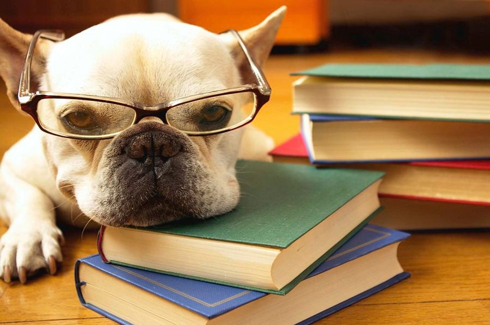 Finals Week, As Told By Cute Dogs