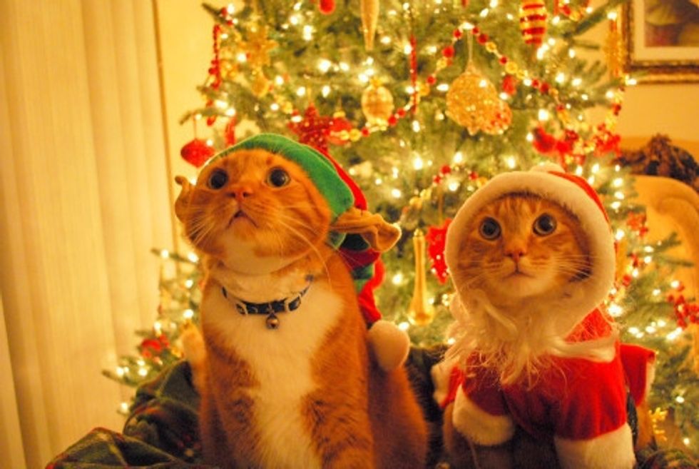 The Holidays, As Told By Cats