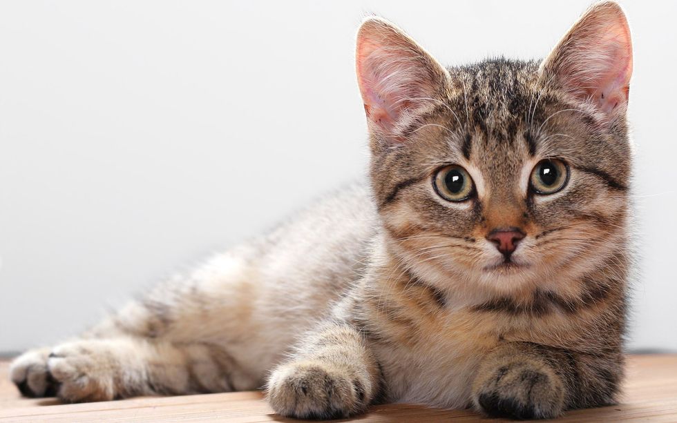 12 Signs Your Cat Is Your Best Friend