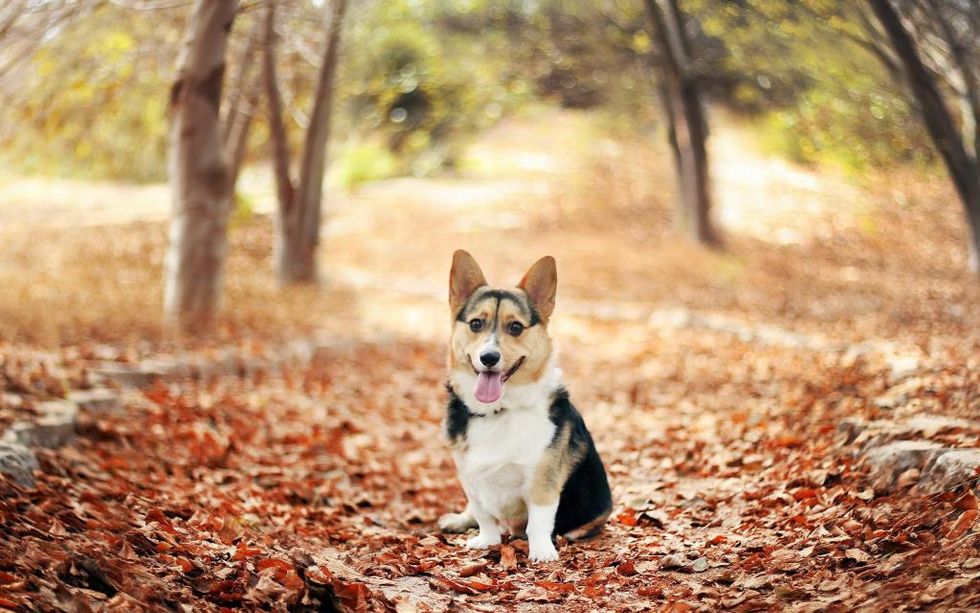 19 Reasons Why Corgis Are The Best