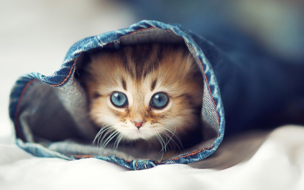 17 Reasons Why I Really Want A Cat (And You Should Too)