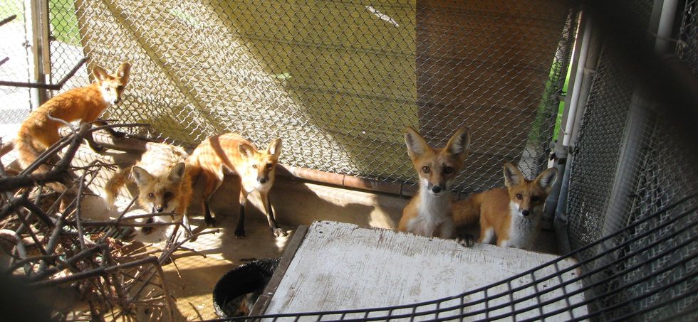 6 Things I've Learned Working at a Wildlife Rehabilitation Center