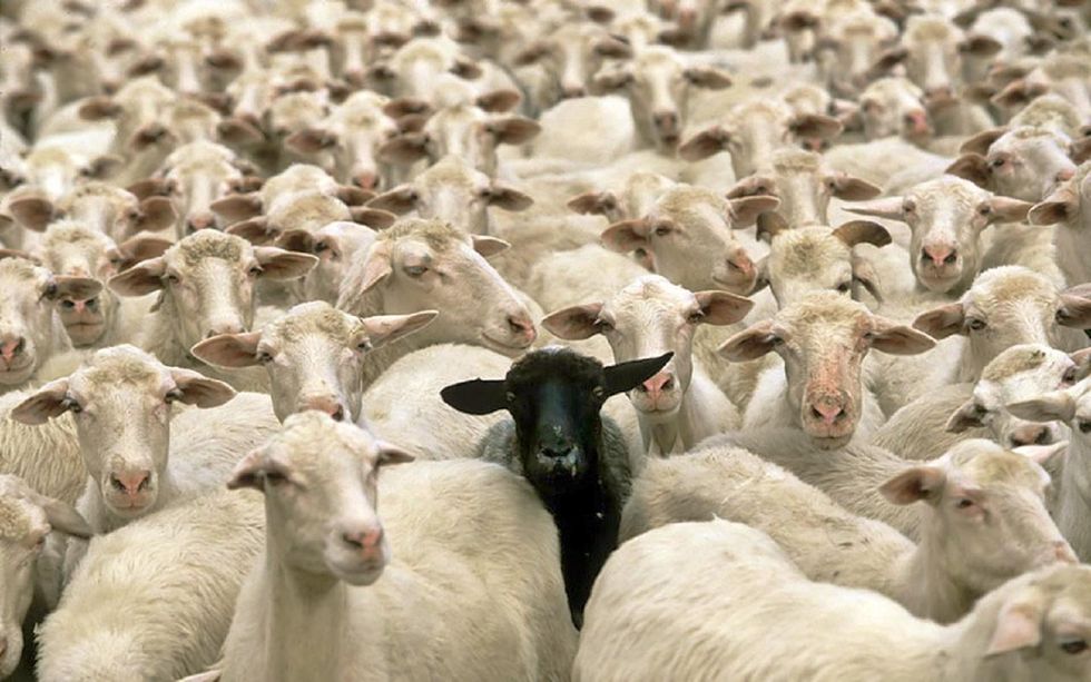 An Open Letter To All The Black Sheep