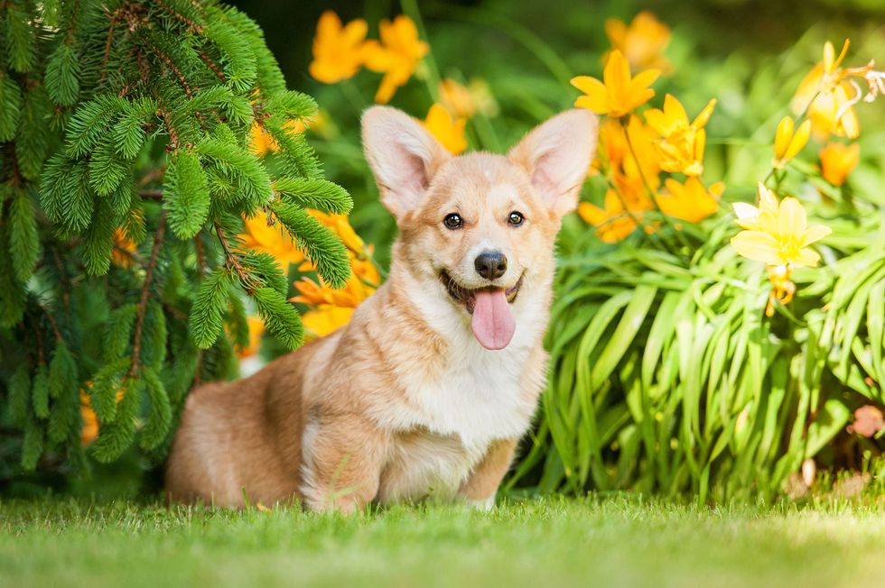 17 Reasons Why Corgis Are Actually The Best