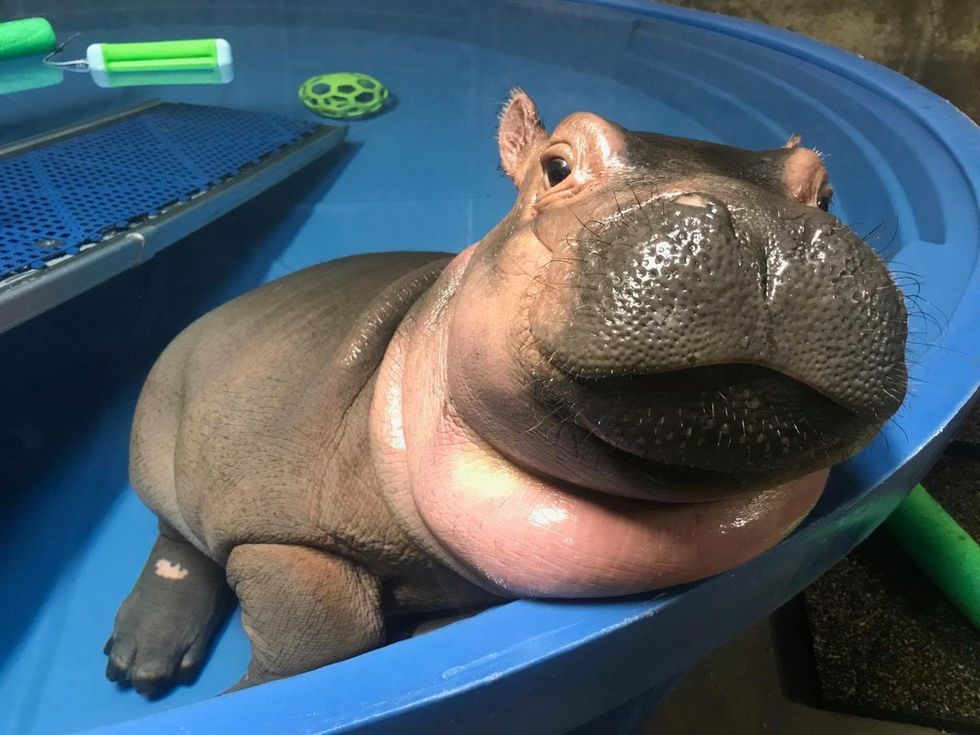 5 Reasons Why Fiona The Hippo Is The Most Beautiful Creature