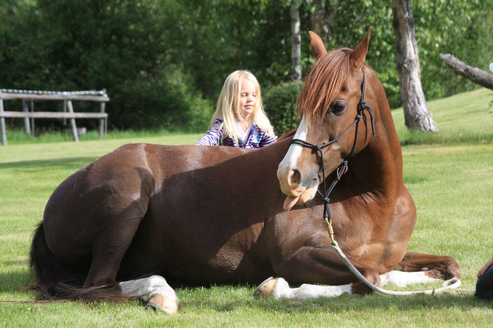 Should I Buy My Child A Horse Or Pony?