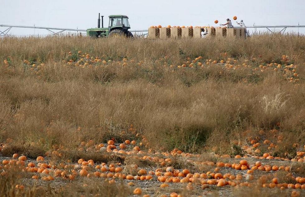 From Politics To Pumpkins