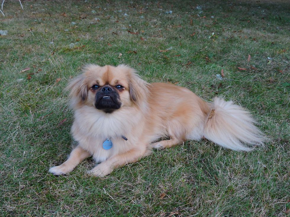 14 Things You Learn As A Tibetan Spaniel Owner