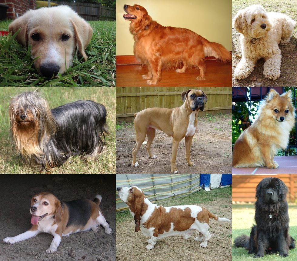 10 Of The Best (And Worst) Doggos Out There