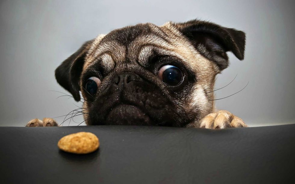 Pugs: Five Centuries Reigning As Everyone's Favorite Pup