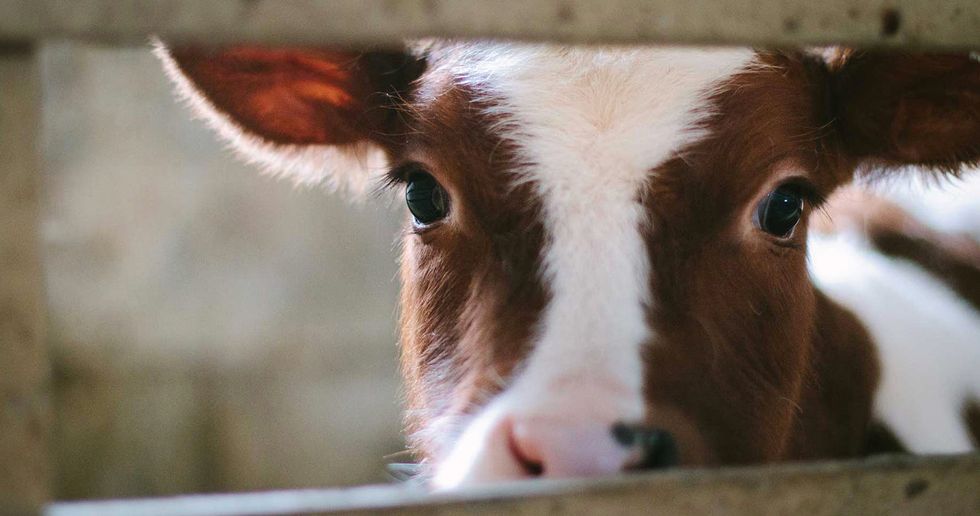 Why I Became A Vegetarian And You Should Too