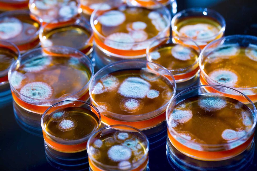 Petri Dishes: When OCD Becomes A Joke