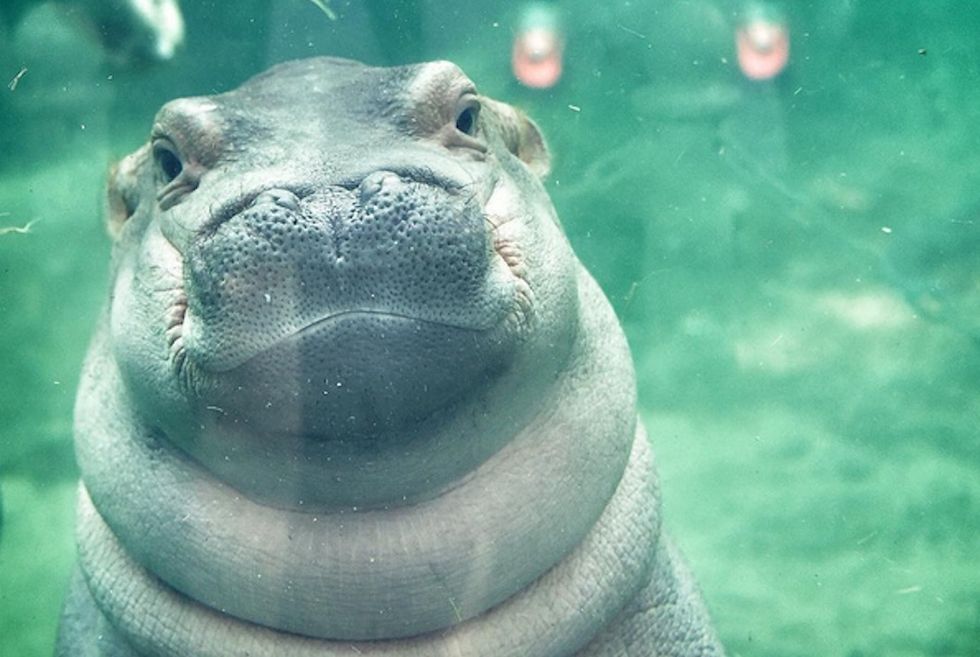 Flavor Of The Month: Fiona The Baby Hippo