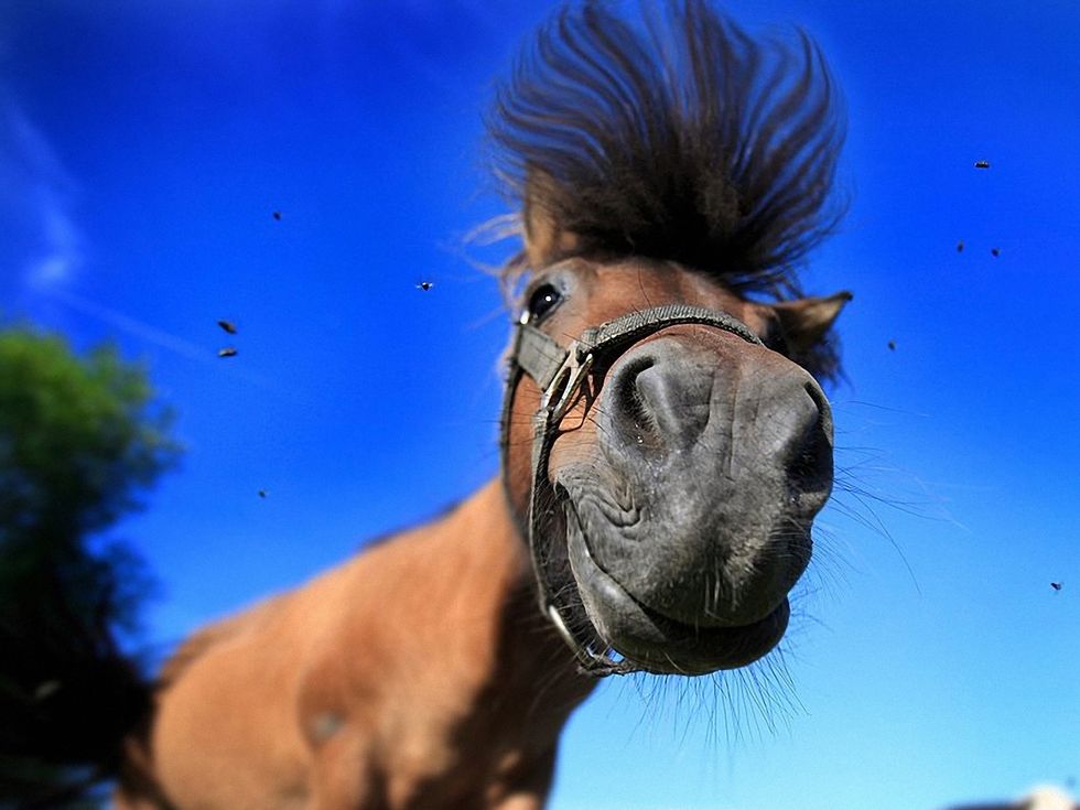 13 Signs You Were Obsessed With Horses As A Kid