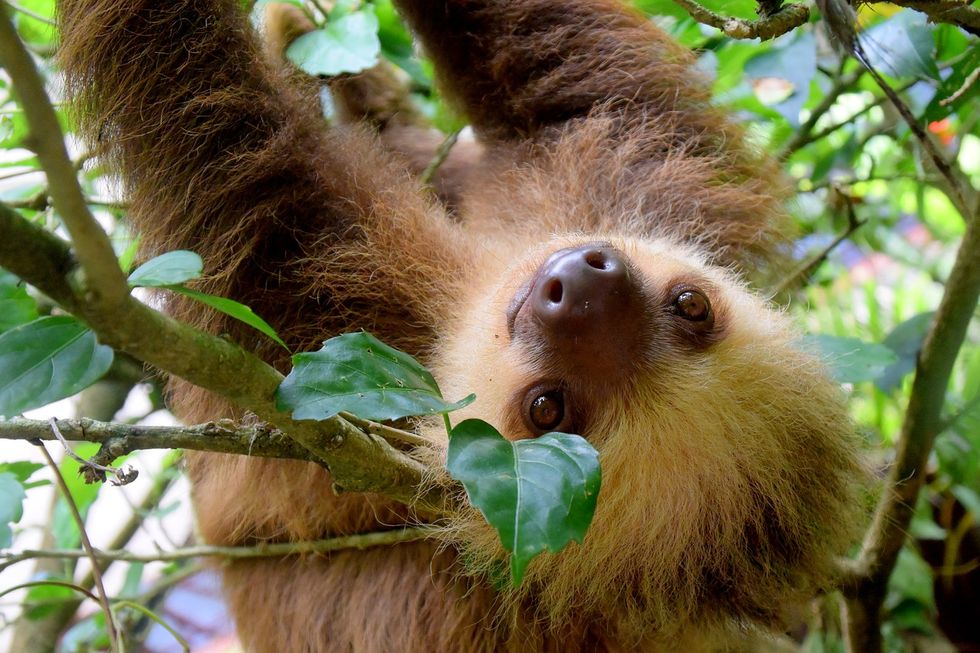 9 Reasons To Just Love Sloths