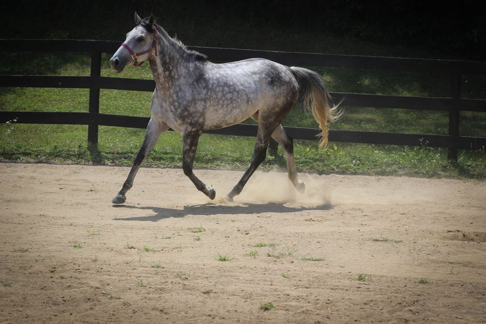 10 Signs He's Becoming A Horse Person