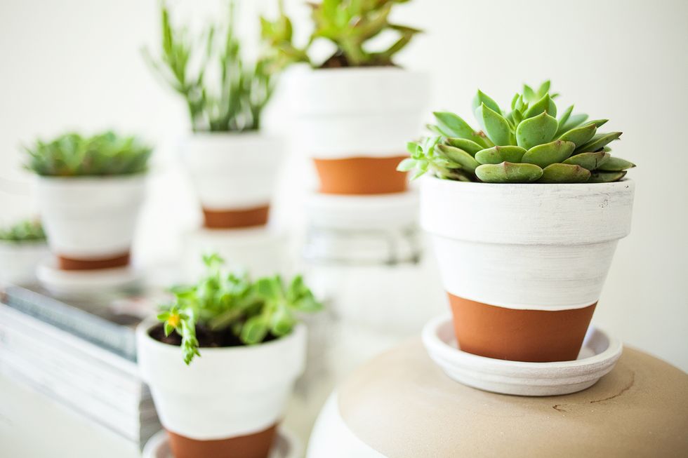 7 Upcycled Containers For A Trendy Succulent Display