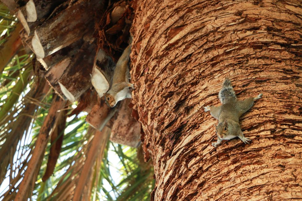 13 Squirrels Everyone At SCU Will Recognize