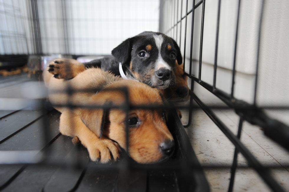 Why It's Time To Stop Buying Puppies From Pet Stores