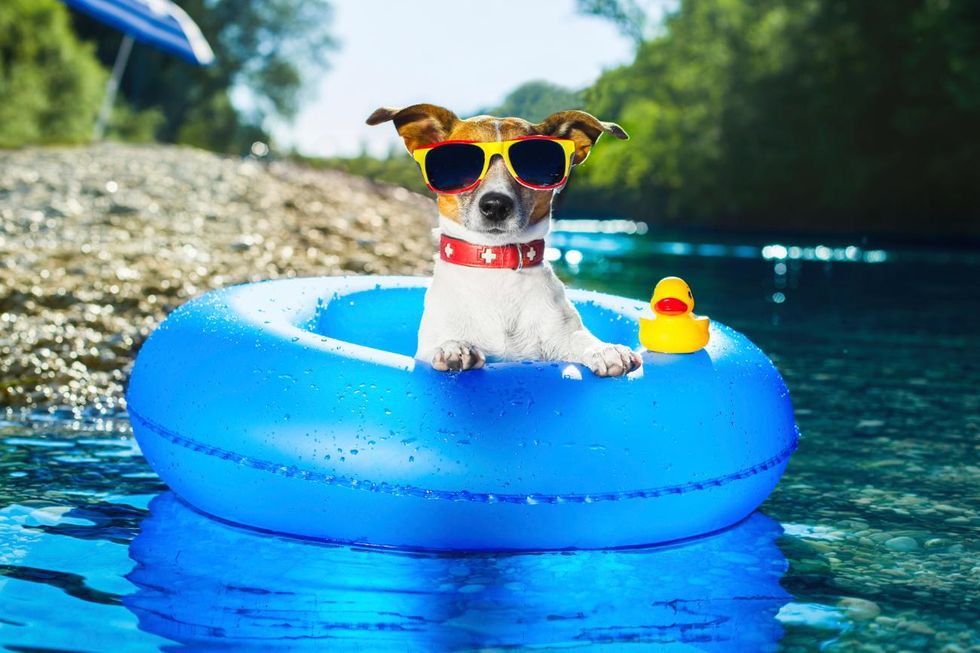 10 Dogs Who You Are During The Summer