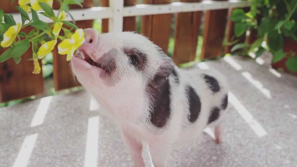 7 Reasons Pet Pigs Are So Friggin Adorable