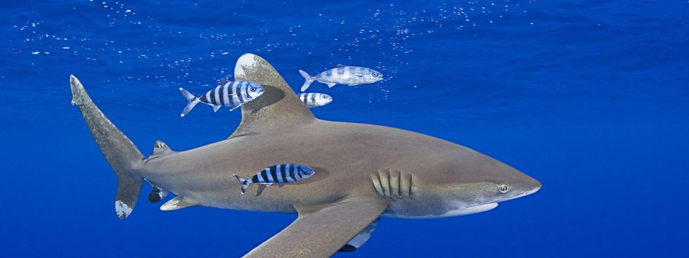 The Possible Causes Of Behavioral Changes In Sharks