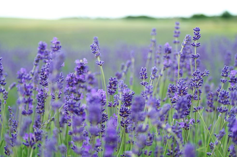 The Medicine Behind These 9 Essential Oils