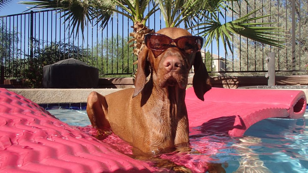 6 Dog GIFs That Explain Coming Home For Summer