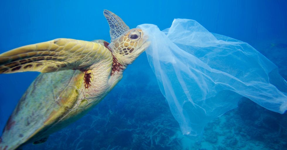 Ban The Plastic Bag